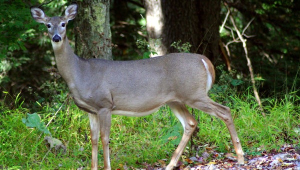 Deer 'on the move' as temperature changes - Shelby County Reporter ...