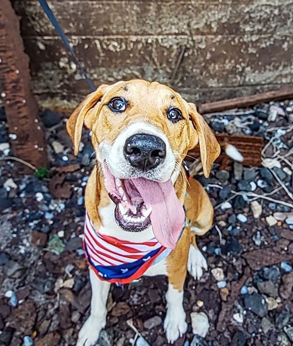 Pelham Pet Pantry opens to community Shelby County Reporter