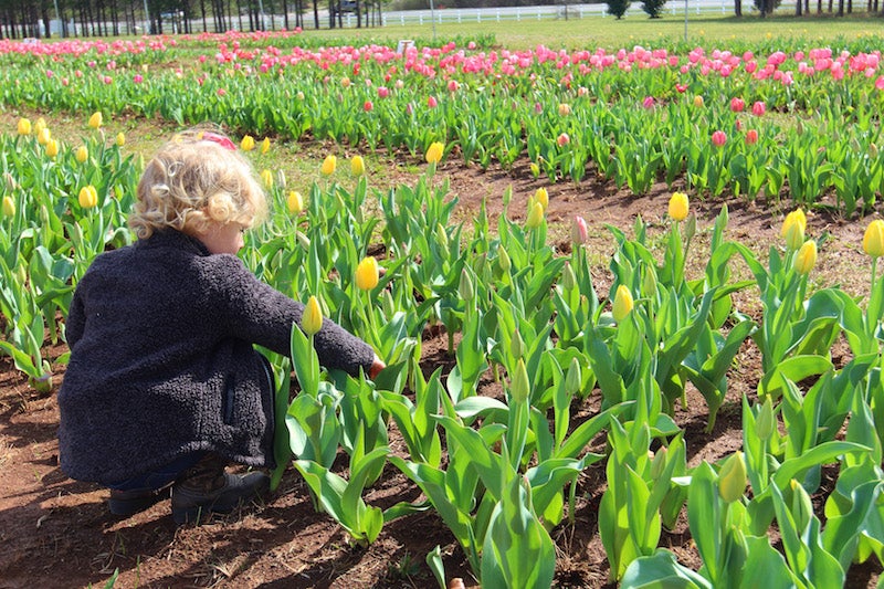 American Village Festival of Tulips to return this spring - Shelby