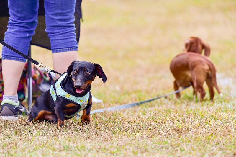 Bark at the Park 2022 - Eventeny