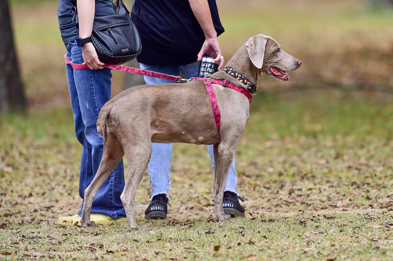 Bark at the Park 2022 - Eventeny